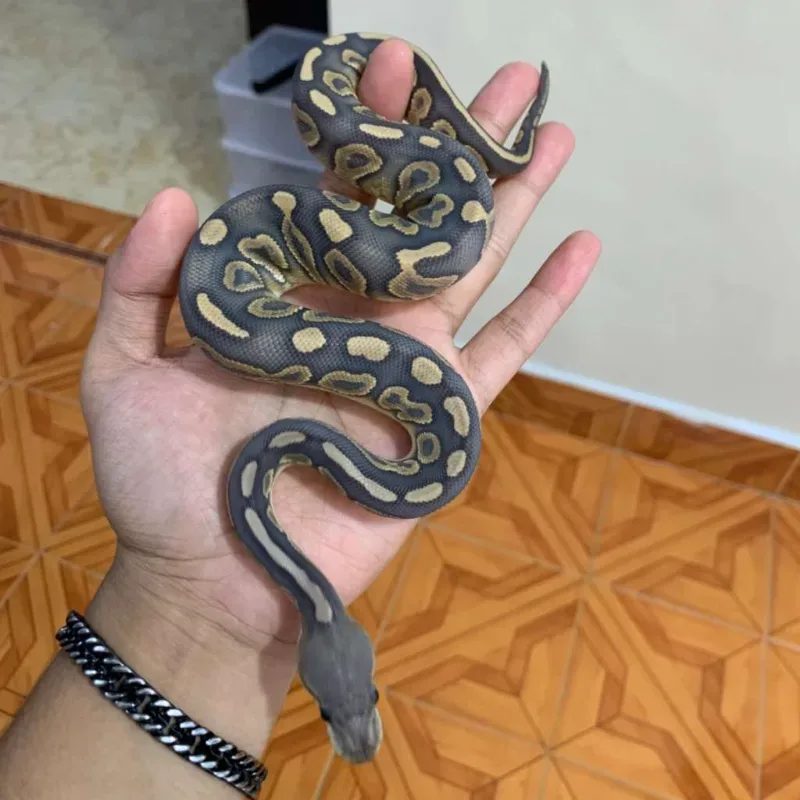 Cinnamon Hypo Mojave 3