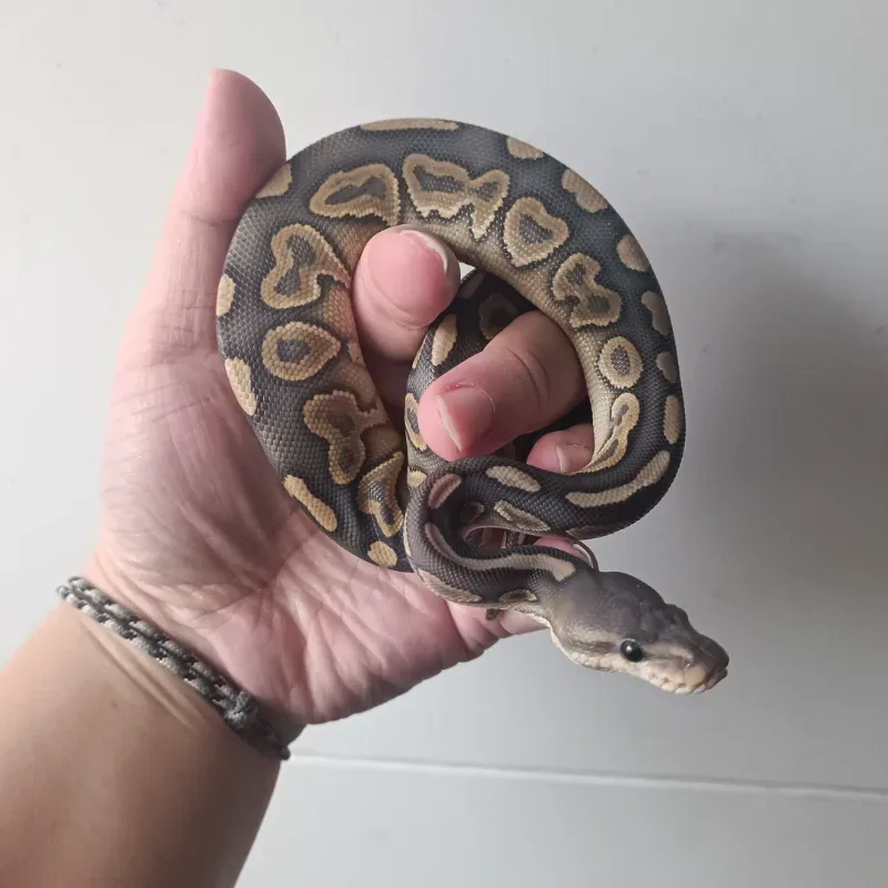 Cinnamon Hypo Mojave 4