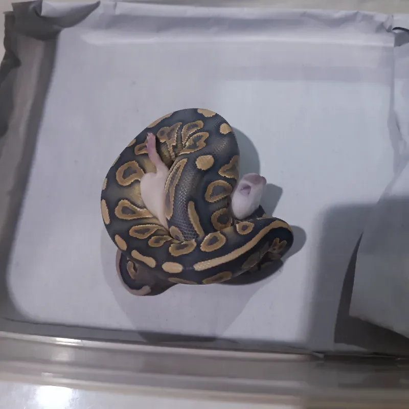 Cinnamon Hypo Mojave 5