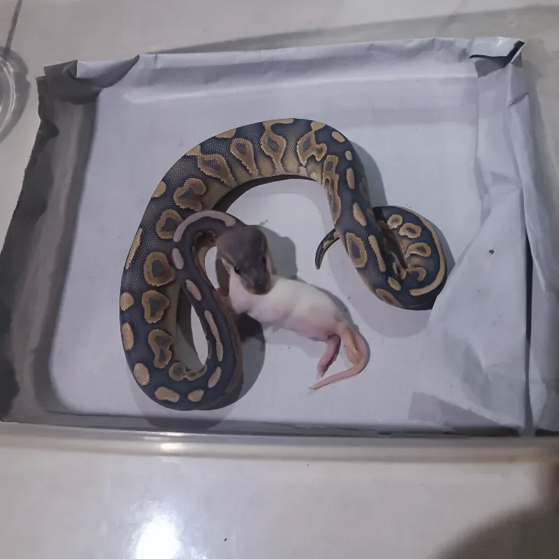 Cinnamon Hypo Mojave 6