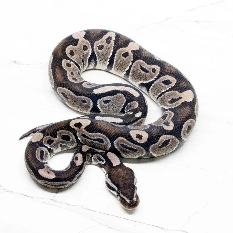 Axanthic VPI 66% Het Pied