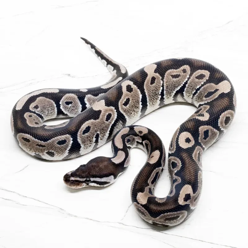 Axanthic VPI 66% Het Pied 2