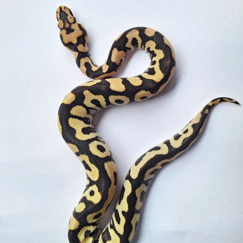 Spotnose Desert Ghost Clown