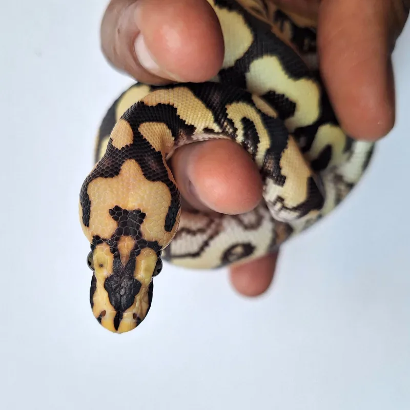 Spotnose Desert Ghost Clown