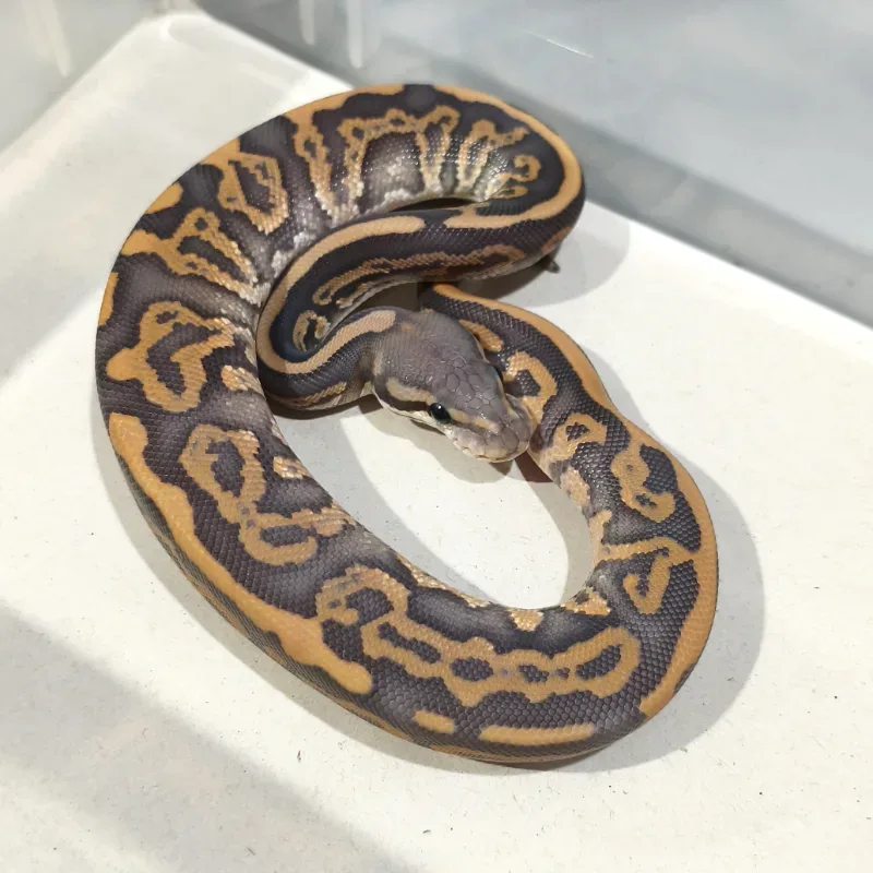 Black Pastel Leopard Hypo