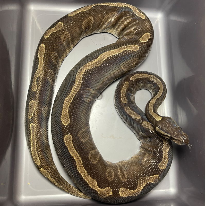 GHI Mojave