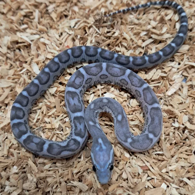 Anery motley scaleless