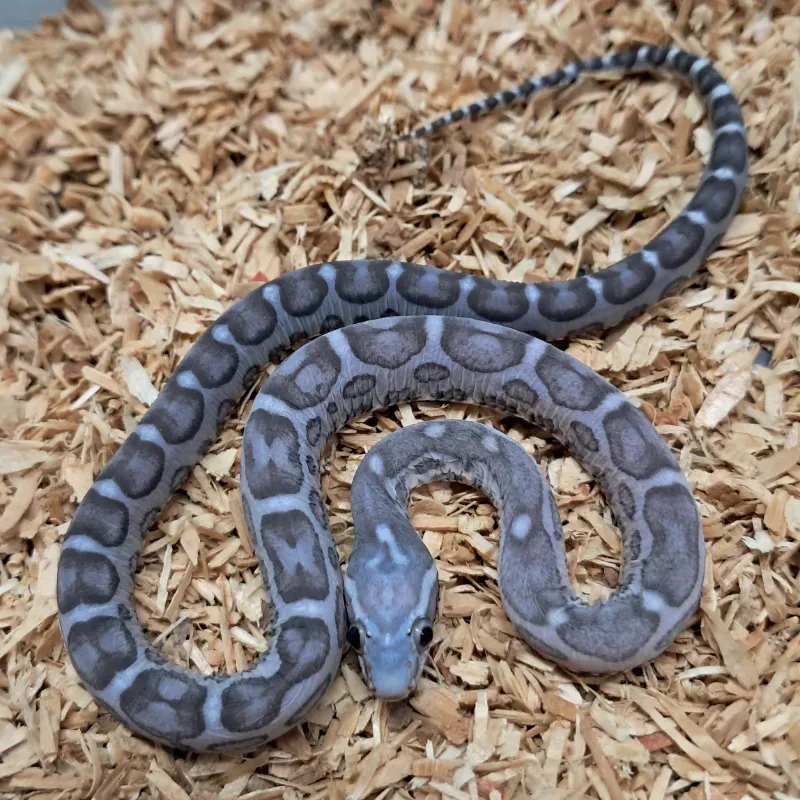 Anery motley scaleless