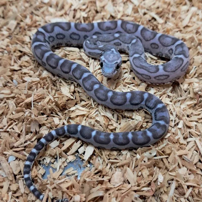 Anery motley scaleless