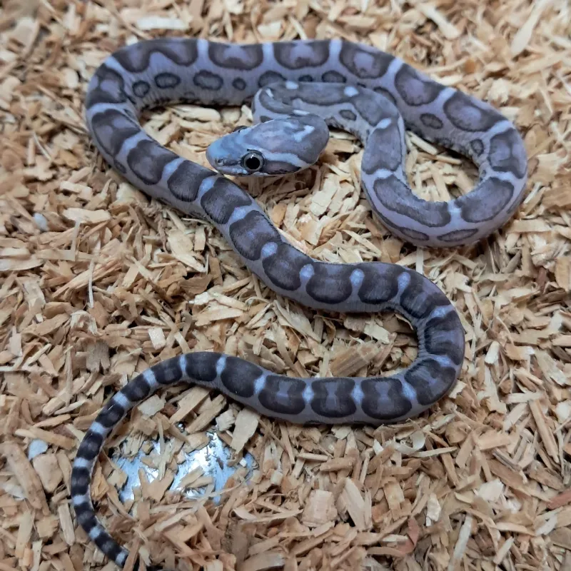 Anery motley scaleless