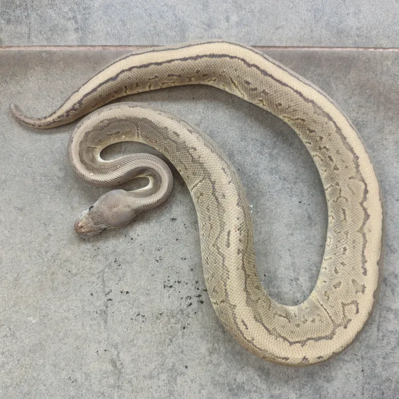 Pinstripe Hypo