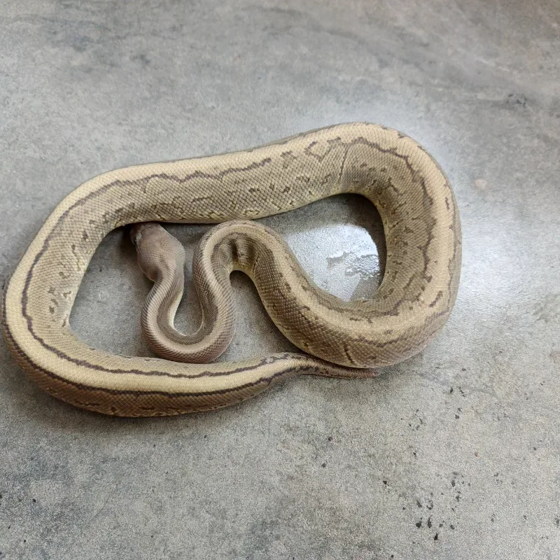 Pinstripe Hypo