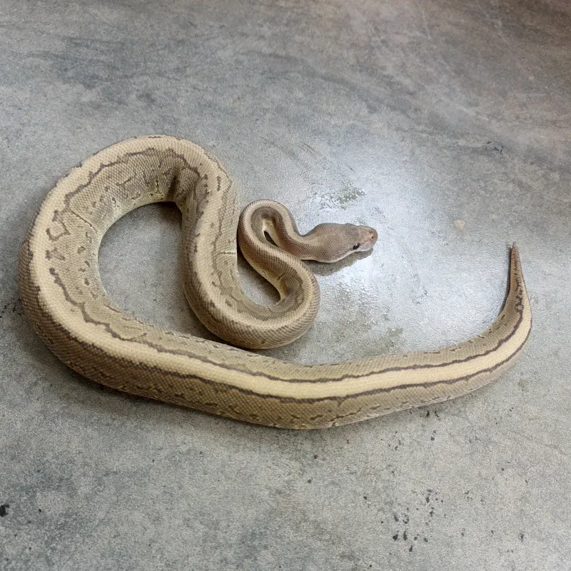 Pinstripe Hypo