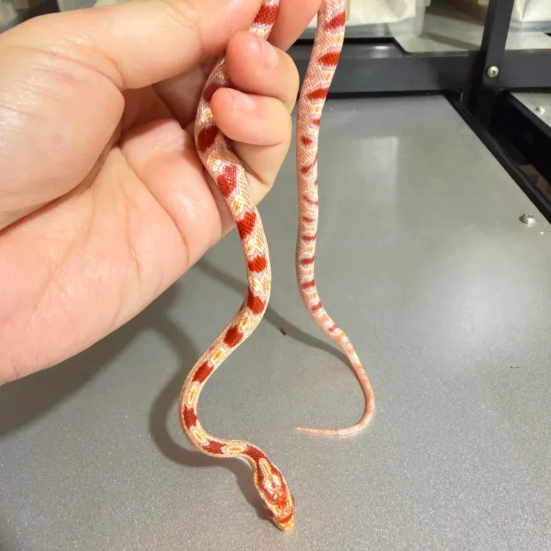 Albino/Amelanistic Okeetee 2
