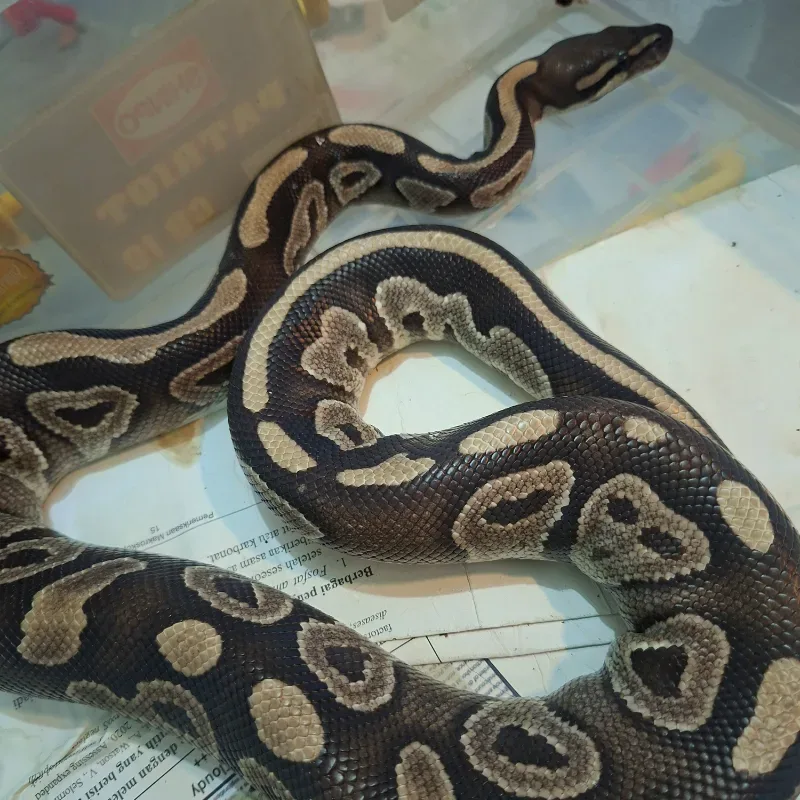 Mahogany Het Pied Het Lavender Albino