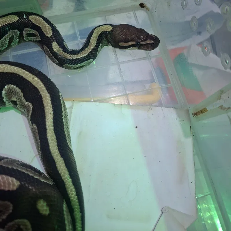 Mahogany Het Pied Het Lavender Albino