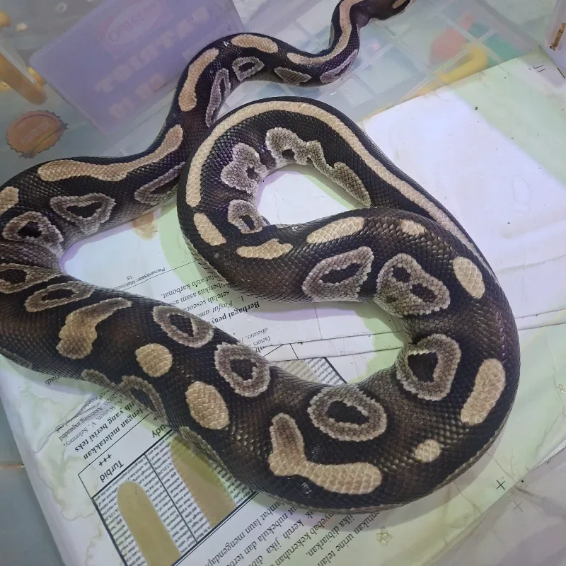 Mahogany Het Pied Het Lavender Albino