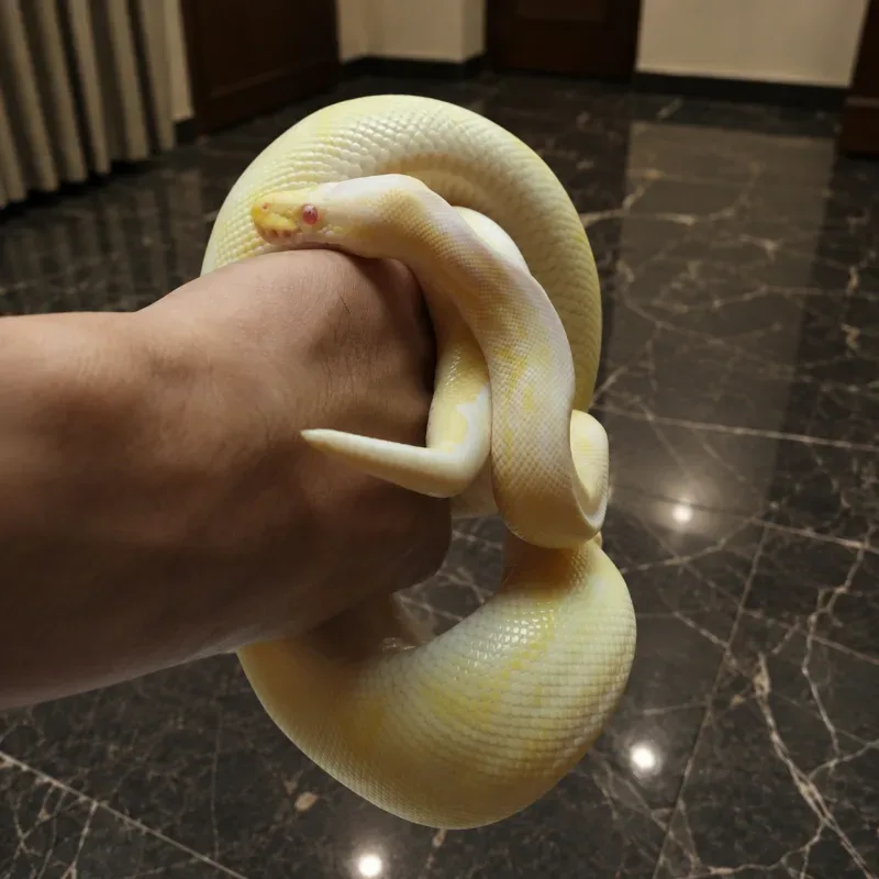 Albino Mojave Black Pewter