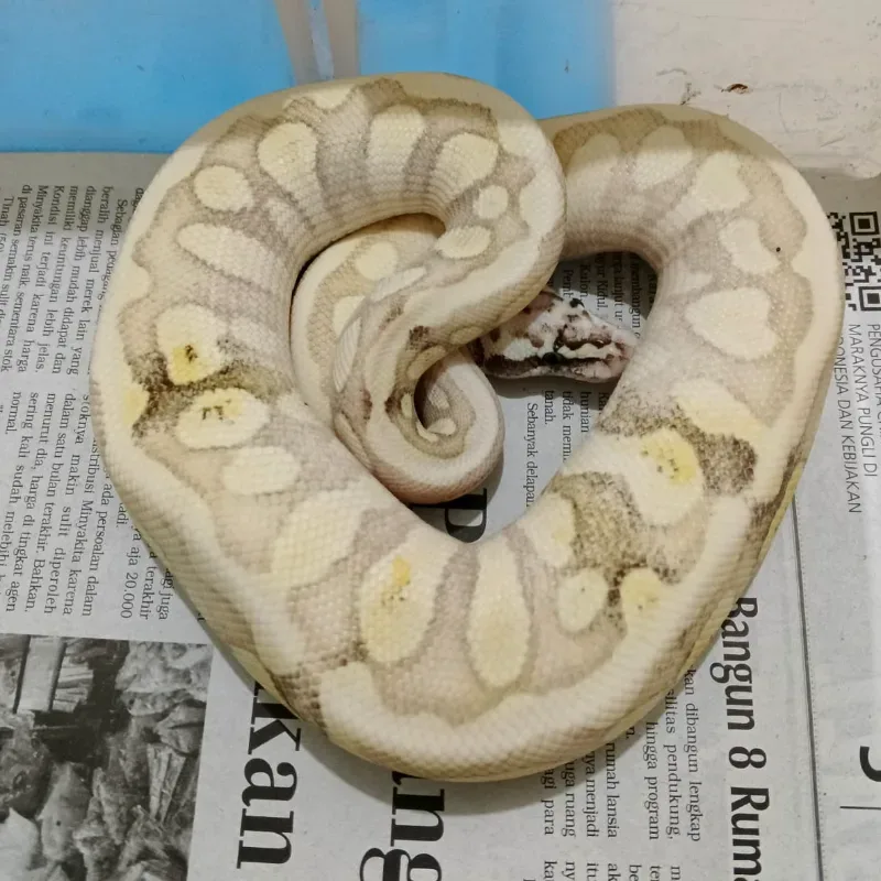 Firefly Butter Spotnose GHI (Enchi)