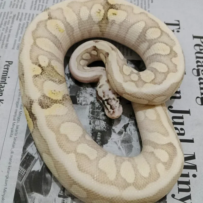 Firefly Butter Spotnose GHI (Enchi)