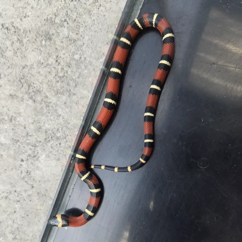 Milk Snake ph albino