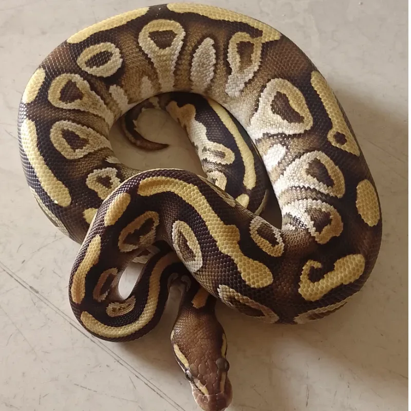 Mojave