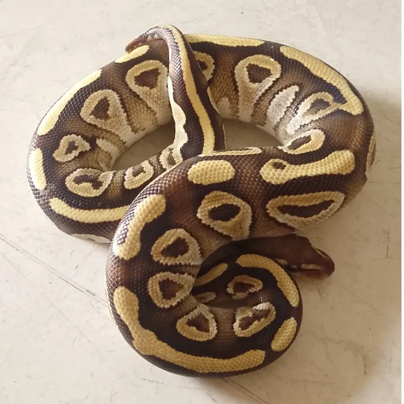 Mojave