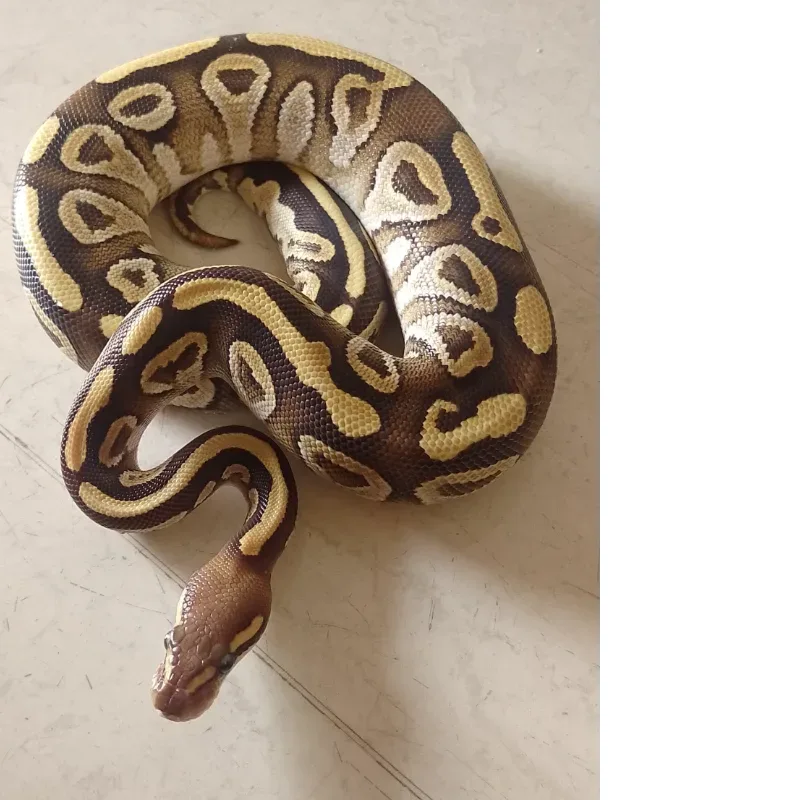 Mojave
