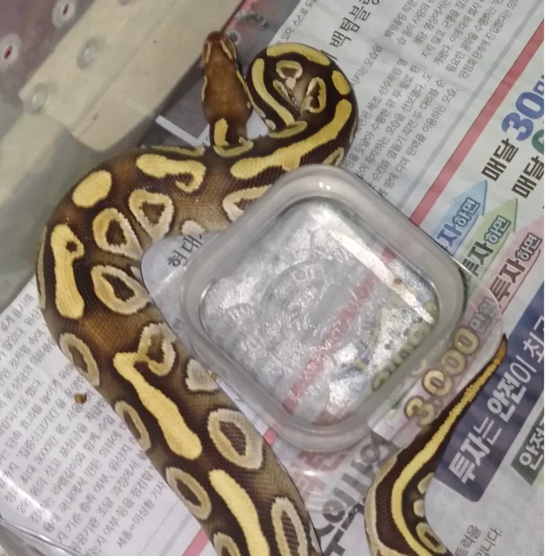 Mojave