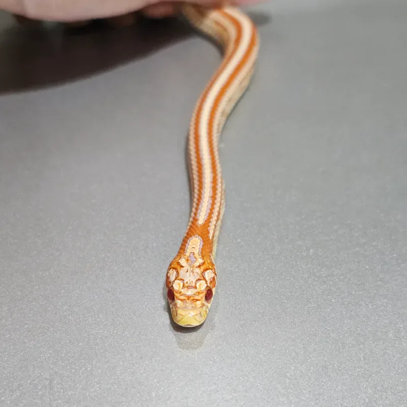 Albino/Amelanistic
