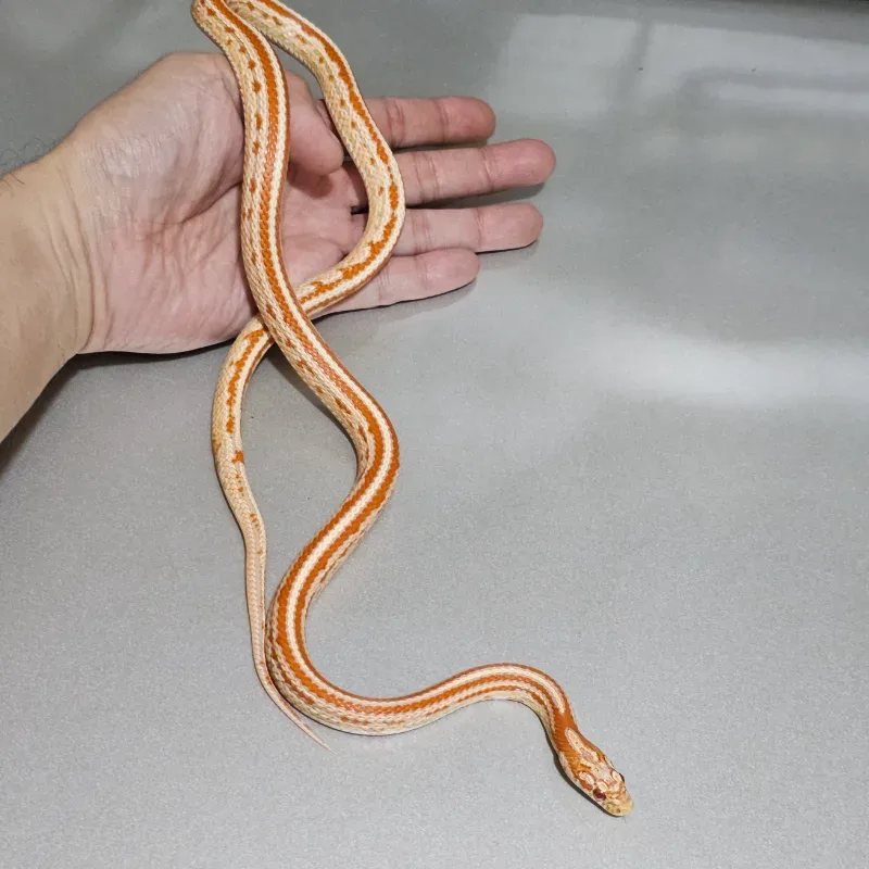 Albino/Amelanistic 2
