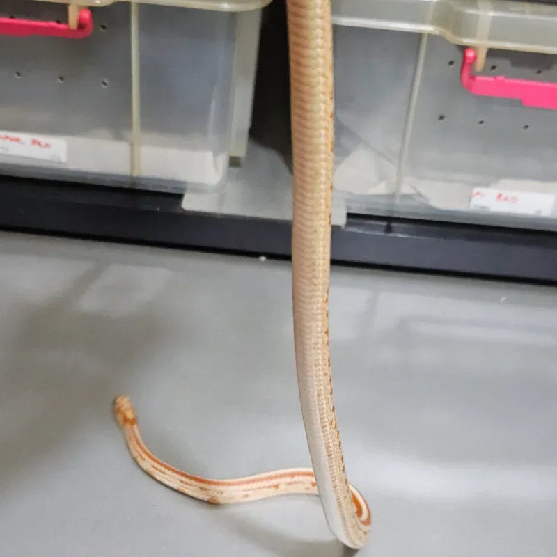 Albino/Amelanistic 4