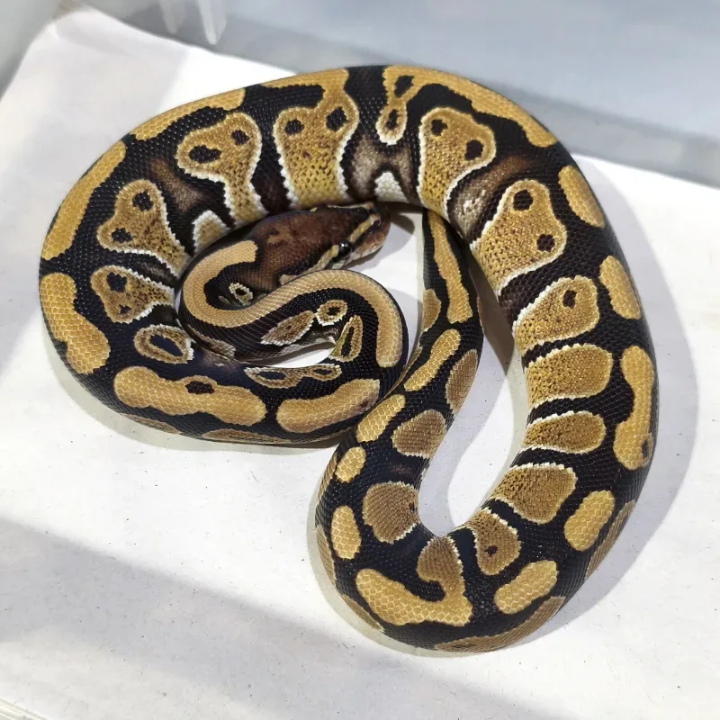 Het Desert Ghost Het Clown Het Axanthic VPI