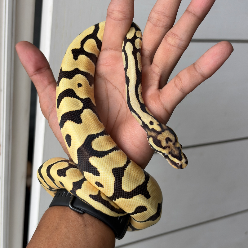 DESERT GHOST ORANGE DREAM SPOTNOSE het CLOWN