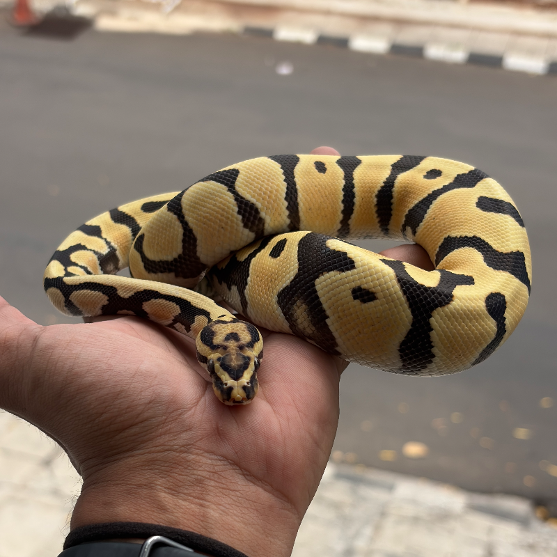 DESERT GHOST ORANGE DREAM SPOTNOSE het CLOWN