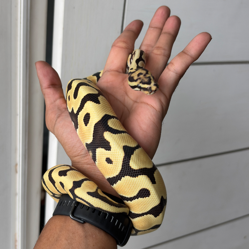 DESERT GHOST ORANGE DREAM SPOTNOSE het CLOWN