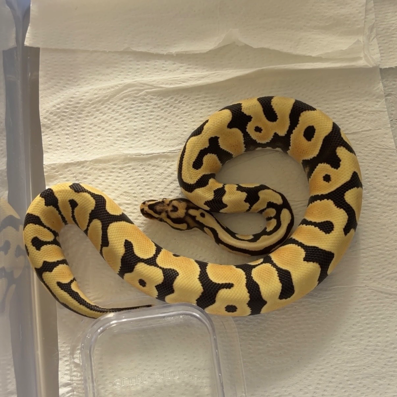 DESERT GHOST ORANGE DREAM SPOTNOSE het CLOWN