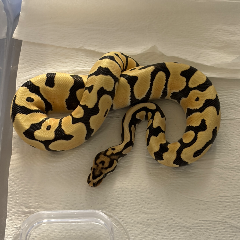 DESERT GHOST ORANGE DREAM SPOTNOSE het CLOWN