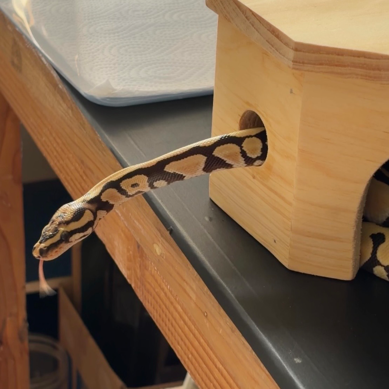 DESERT GHOST ORANGE DREAM SPOTNOSE het CLOWN