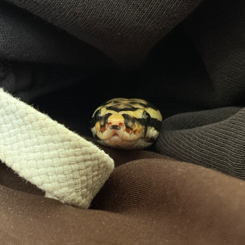 DESERT GHOST ORANGE DREAM SPOTNOSE het CLOWN