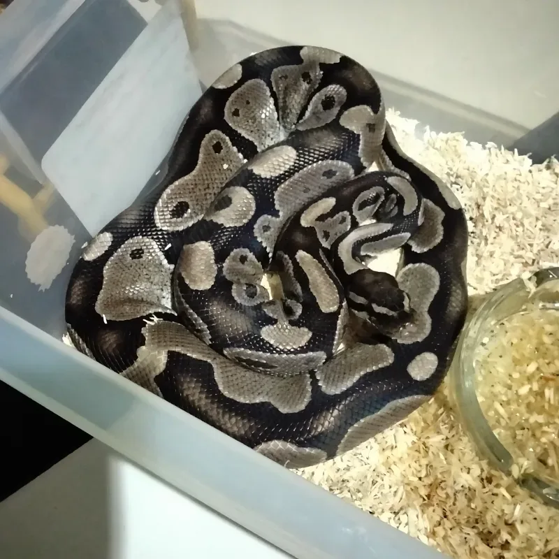 Axanthic VPI Het Pied