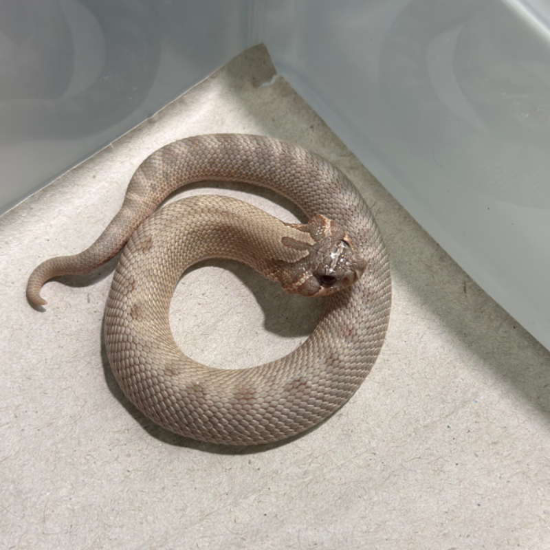 Arctic Anaconda Lavender