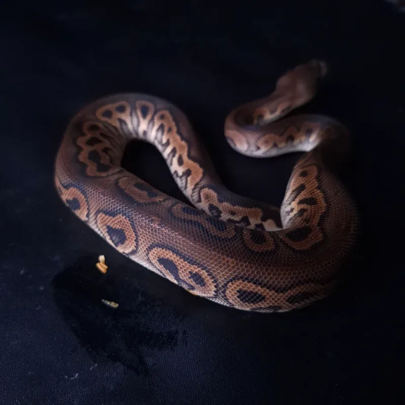 Cinnamon Clown 2
