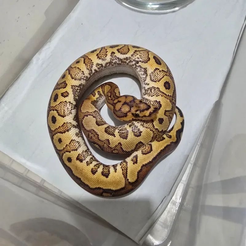 M Red Stripe Yellow Belly Clown