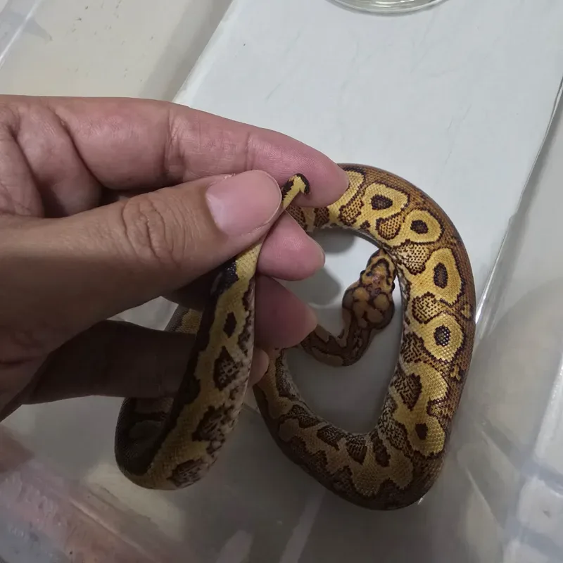 M Red Stripe Yellow Belly Clown