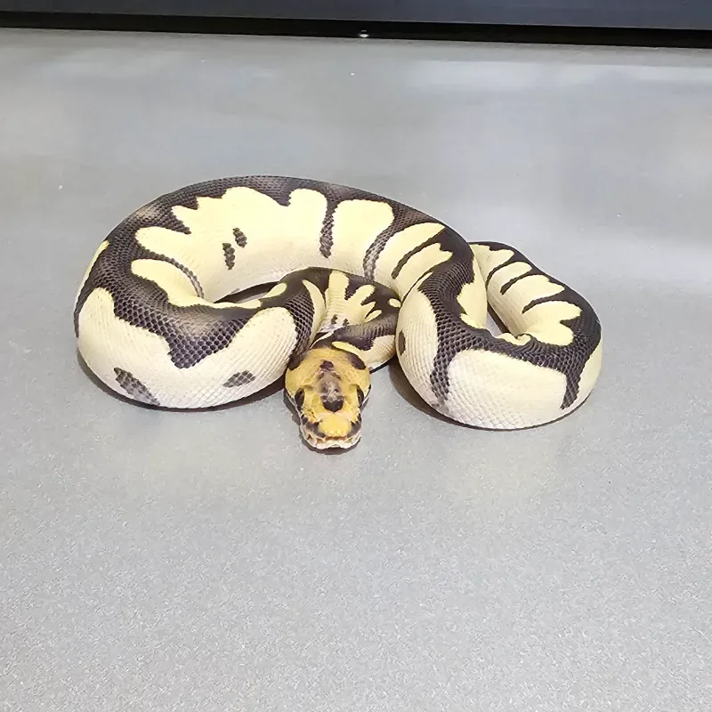 Blade Desert Ghost Clown