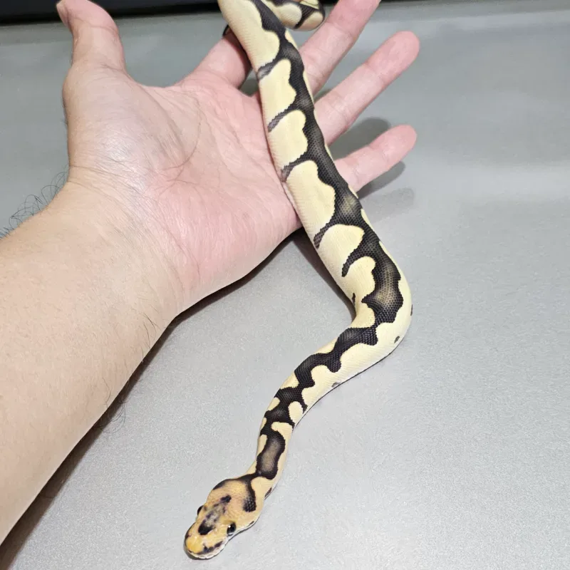 Blade Desert Ghost Clown