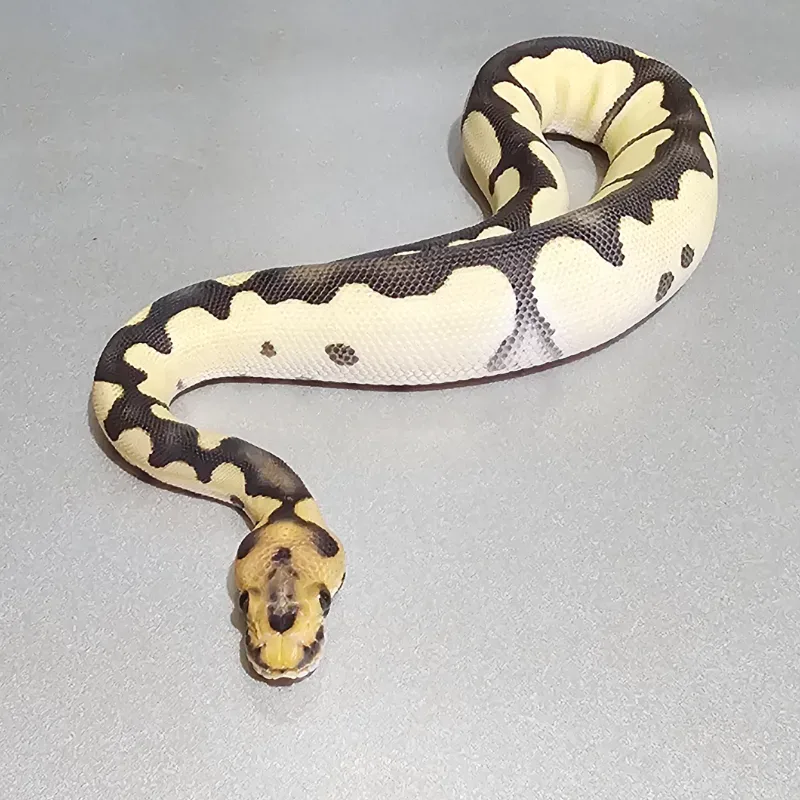 Blade Desert Ghost Clown