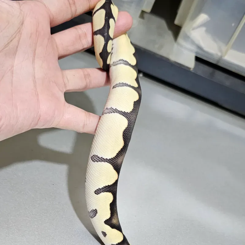 Blade Desert Ghost Clown