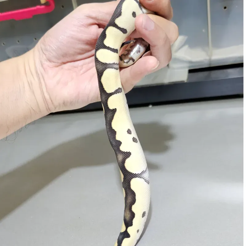 Blade Desert Ghost Clown